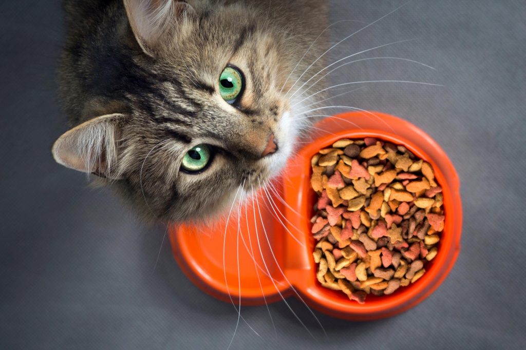 مواد اصلی غذای خشک گربه