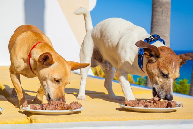 Hard-vs-Soft-Dog-Food