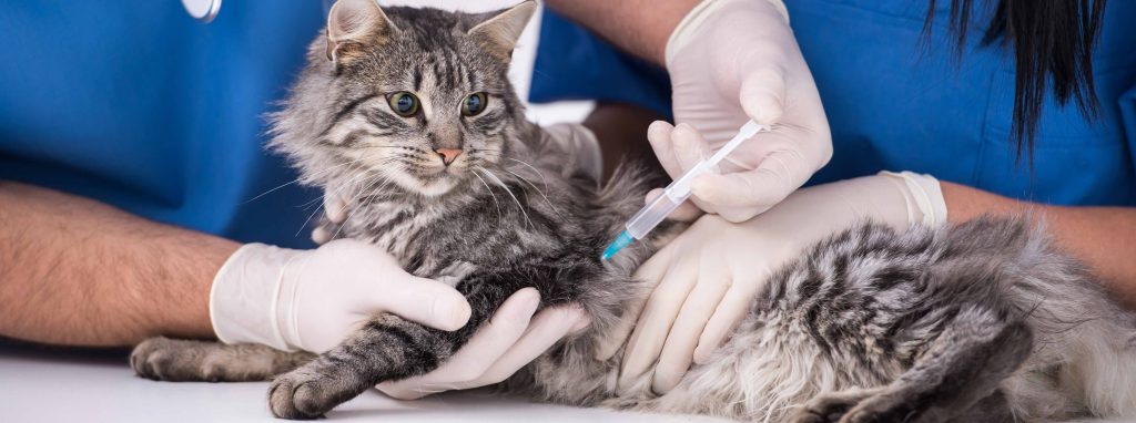 اصول مراقبت بعد از واکسیناسیون گربه