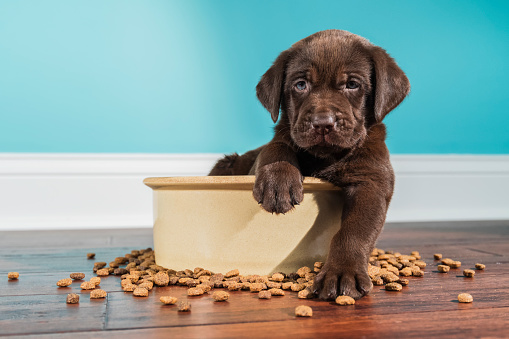 A cute adorable 5 week old Chocolate Labrador Retriever puppy with one paw over the edge of a large ceramic dog bowl looking at the camera after eating. There is kibble scattered on the hardwood floor with a white baseboard and green wall in the background