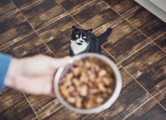 چطور غذای خشک گربه باکیفیت و مناسب گربه تهیه کنیم؟