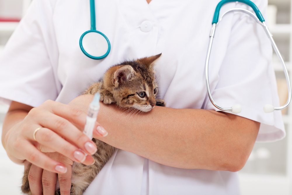واکسن گربه حمایتی ضرورت دارد؟