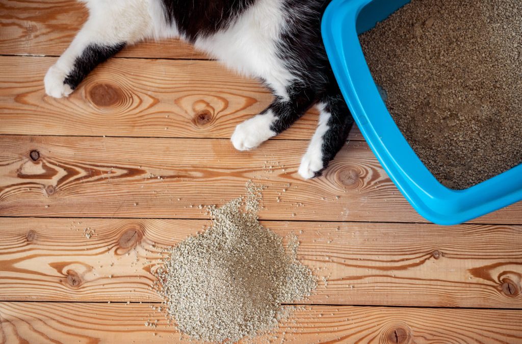 خاک گربه چه انواعی دارد و چرا باید از آن استفاده کنیم؟